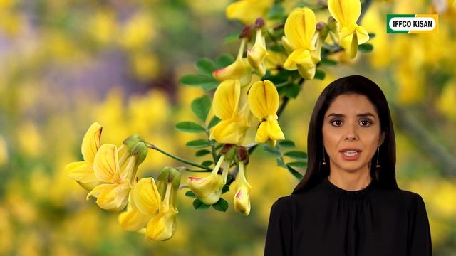 सनाय के औषधीय उपयोग | Senna Plant Benefits in Hindi | इफको किसान смотреть онлайн