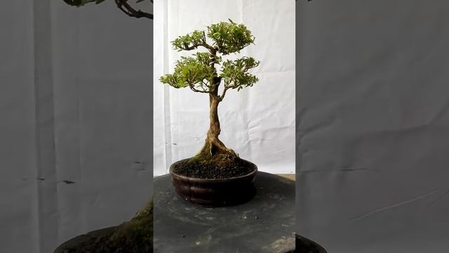 Bonsai Serisa Foetida 12.172 смотреть онлайн