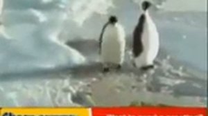 Пингвин упал