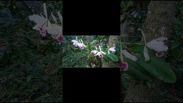 Orquídea Cattleya Rex смотреть онлайн