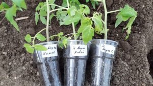 Рассада томатов по китайскому способу. Высаживаю в теплицу и сравниваю