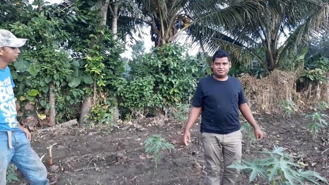 Lo que No Sabias de la PAPAYA смотреть онлайн