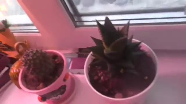 ЦВЕТОЧКИ))🌹🌹🌹мое увлечение!!😊 смотреть онлайн