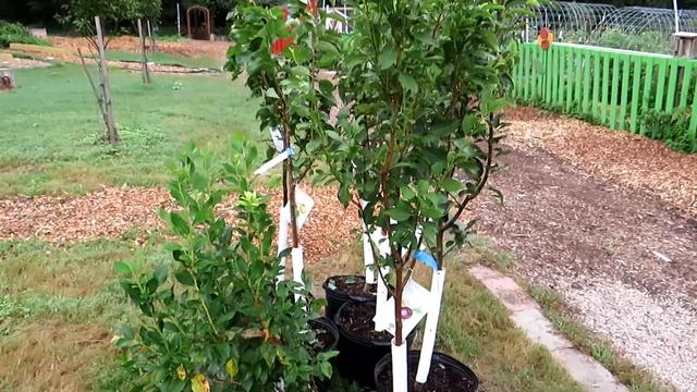 How to Add a Fruit Orchard to Your Vegetable Garden: Fall is For Planting Apples, Peaches, & Pears смотреть онлайн