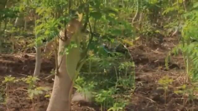 Moringa Oleifera Miracle Tree.wmv смотреть онлайн