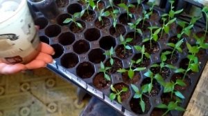 Перевалка рассады сладкого перца  из кассеты в стаканчики.