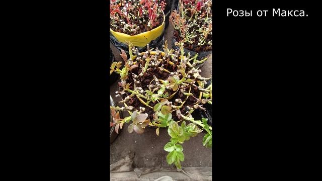 Зимняя прививка роз 2025 смотреть онлайн