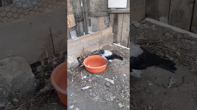 Ворона и сосновая шишка смотреть онлайн