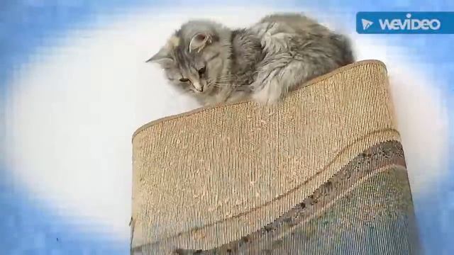 моя КоШкА Маша смотреть онлайн
