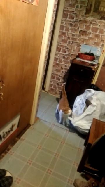 Орфей и Дюша смотреть онлайн