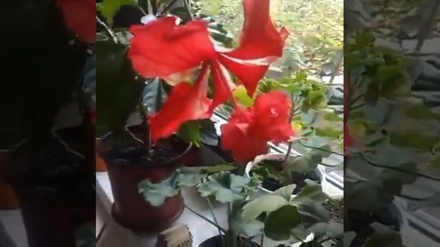 Гибискус цветет смотреть онлайн