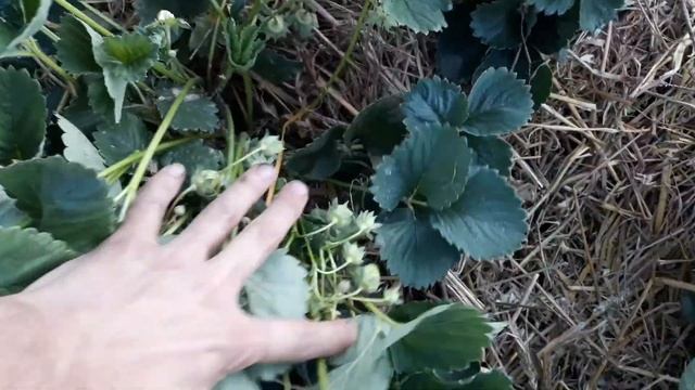 КЛУБНИКА. ЖДЕМ ТОПОВЫЙ УРОЖАЙ!!! ДОСУГ В ДЕРЕВНЕ #1 смотреть онлайн