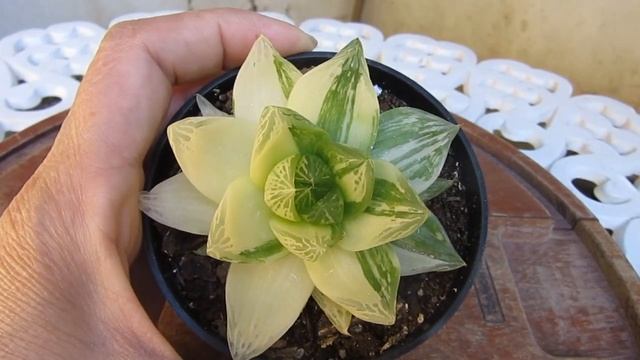 #Suculentadodia! | Haworthia Cymbiformis Variegata