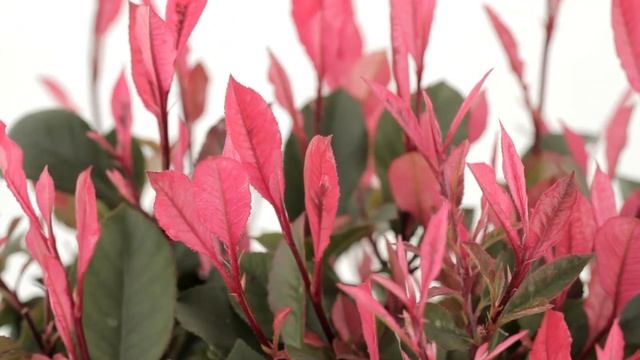 360: Photinia Little Fenna смотреть онлайн