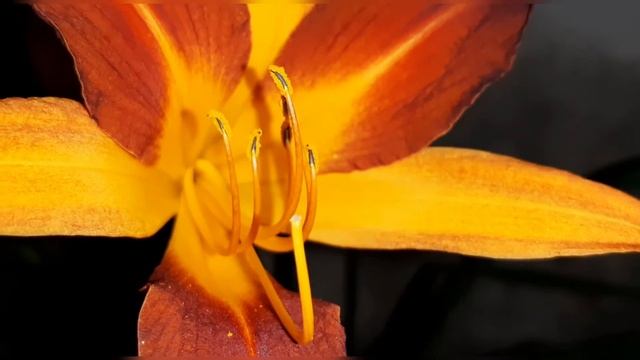 Hemerocallis Bicolor 🌺 #hemerocallis #flores #flawers смотреть онлайн