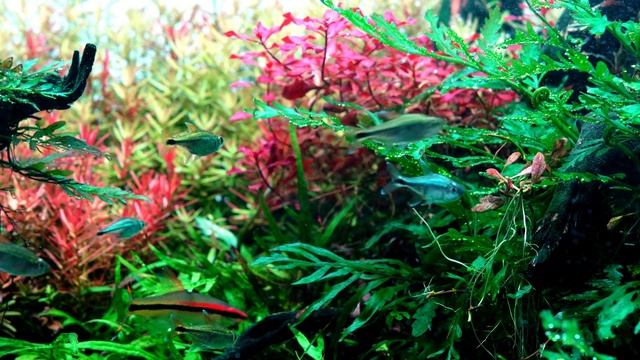 [4K UHD]120cm Aquarium Tank Planting after 534days смотреть онлайн