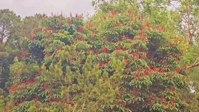 what is big a tree and have red flowers?RamGibersonChannel may 4, 2024 смотреть онлайн