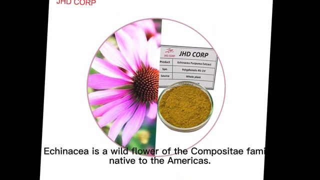 Sales of echinacea extracts and preparations ranked top 5 in the US pharmaceutical market смотреть онлайн