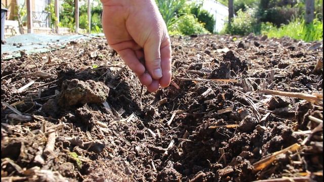 14 légumes à ne pas manquer en juillet : Semis et plantation dans votre potager! смотреть онлайн