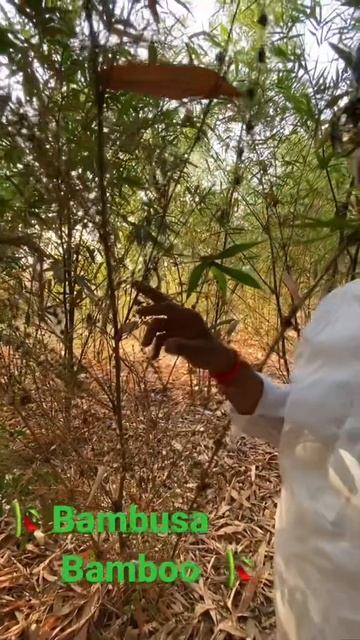 Bambusa Balcooa Bamboo Farming смотреть онлайн