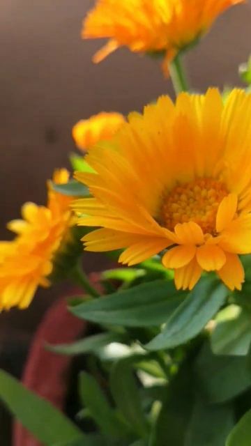 Yellow Calendula смотреть онлайн