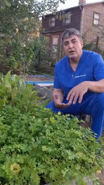 Петрушка=Витамин С #health #massage #shortvideo #здоровье #петрушка #осень #камнивпочках #иммунитет смотреть онлайн