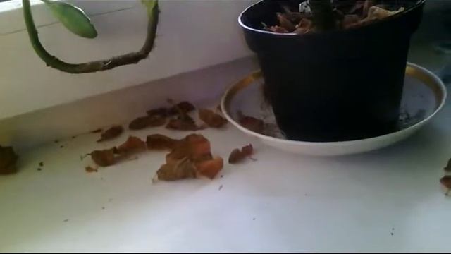 Как я провёл лето для канала MGM Алина и Эпел смотреть онлайн