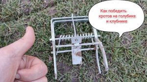 Кроты на голубике и клубнике. Что делать_