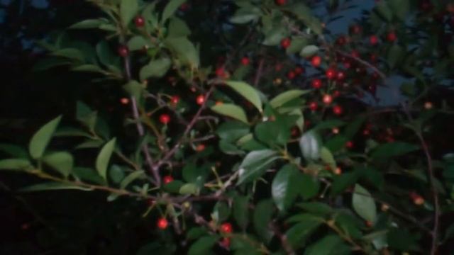 ворую малину под песню хабиба ягода малинка смотреть онлайн