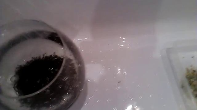 Моя рыбка петушок смотреть онлайн