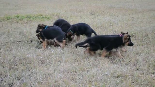Ч-помет фом Нордишен Хоф смотреть онлайн