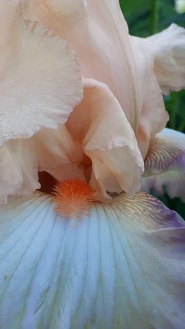 "MANGO MIXER" ирис смотреть онлайн