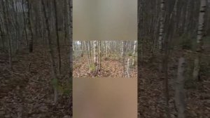 Восточноевропкйская овчарка. Какого пола выбрать щенка?