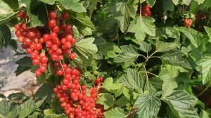 Мулка, сорт красной смородины, позднего сорта созревания.