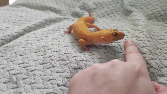 Эублефар в домашних условиях смотреть онлайн