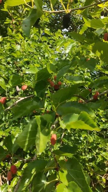 Mulberries | תות עץ | шелковица смотреть онлайн
