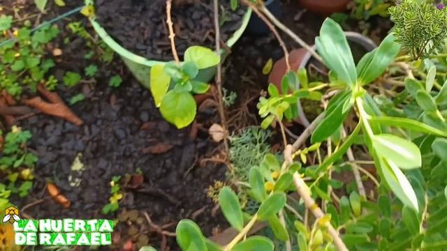 Cómo trasplantar una planta de veronica🌿[Hebe Speciosa]|•|El cultivo de la veronica🌿|•|9NaTemporada смотреть онлайн
