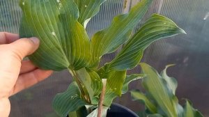 Хосты от Уральского коллекционера.