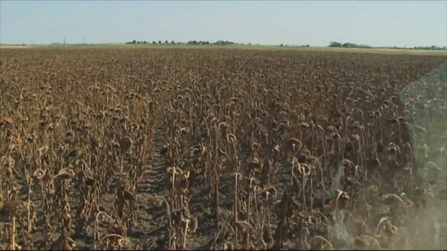 Nőtt a napraforgó jelentősége - Syngenta Kft. смотреть онлайн