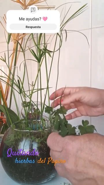 Radio El Jardin de Inma #plants #植物 #plant #plantas #pflanzen #tanaman #растения #jardin смотреть онлайн