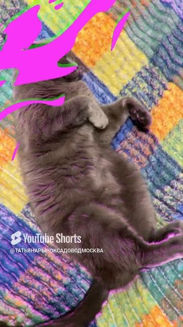 🔴КОТ СМОКИ🔴 смотреть онлайн