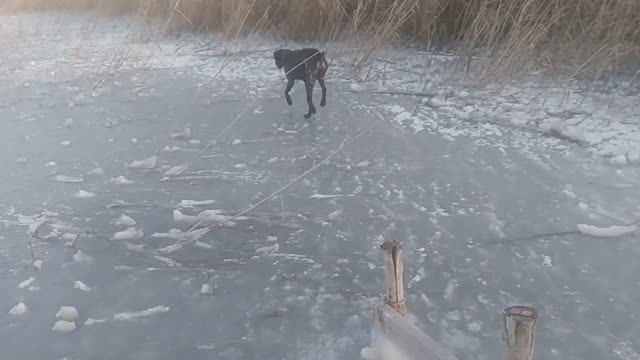 Пес (3-7 сезон) смотреть VID_20250214_163629