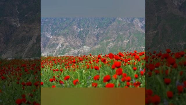 Ёди Модар мекунам оҳ ман Гарибам смотреть онлайн