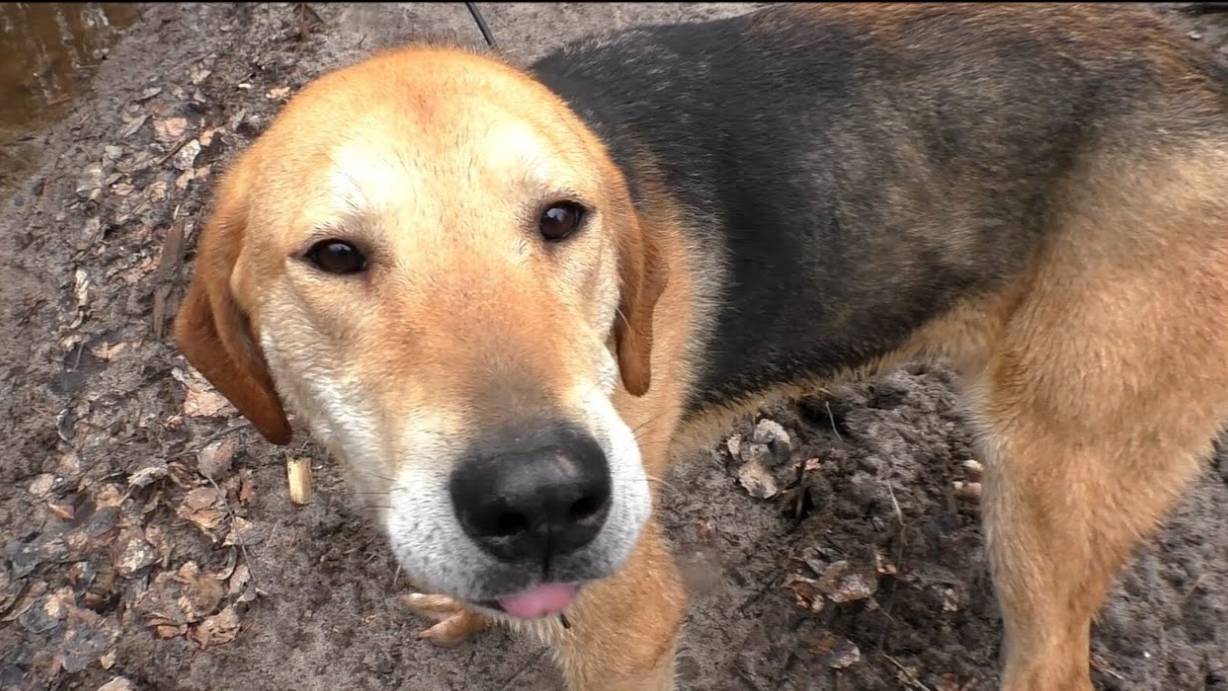 Один день на охоте с РГ Аргоном ВПКОС 6351/22 вл. Шатров В.А.#охотасгончей#топ #hunting#собака#жи смотреть онлайн