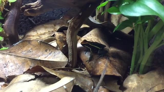 A. pepperi feeding смотреть онлайн