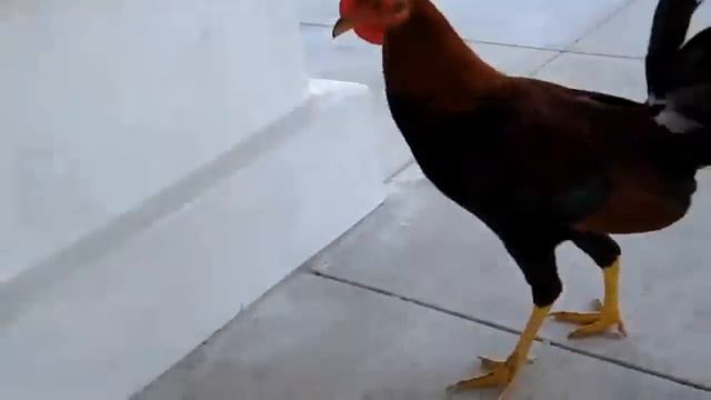 the cat is eating Chupa Chups watch online кот ест Чупа Чупс смотреть онлайн смотреть онлайн