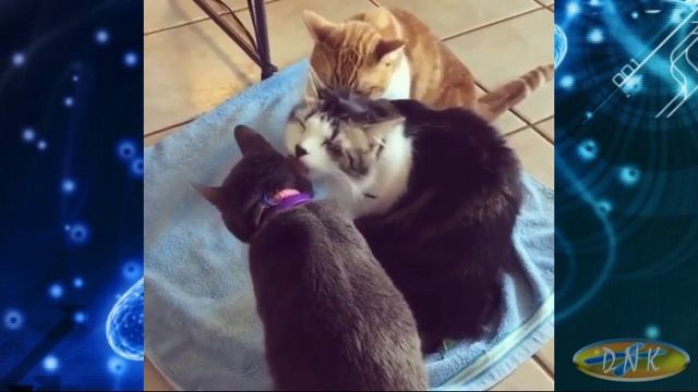 Животный мир - смех и умиление)/Animal world - laughter and tenderness) # 13 смотреть онлайн