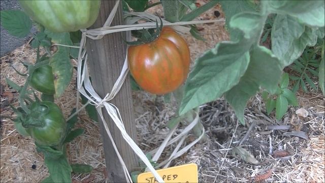 TOMATE : Striped Stuffer