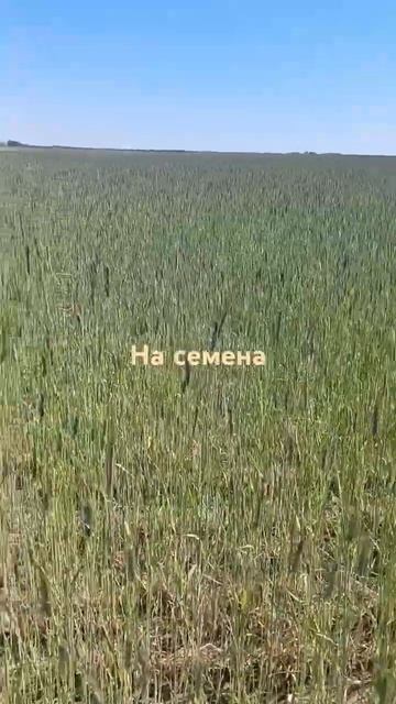 на семена хватит, обзор озимой ржи через 3 недели после морозов. #фермер #рожь #озимая #поле#семена смотреть онлайн