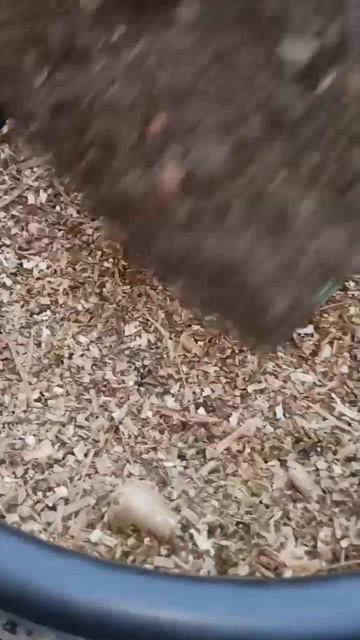 Dieffenbachia seguine ki repotting ।। डीफेनबेच सेगुइन का रिपोर्टिंग ।। #shortsvideo #viral 👍❤️ смотреть онлайн